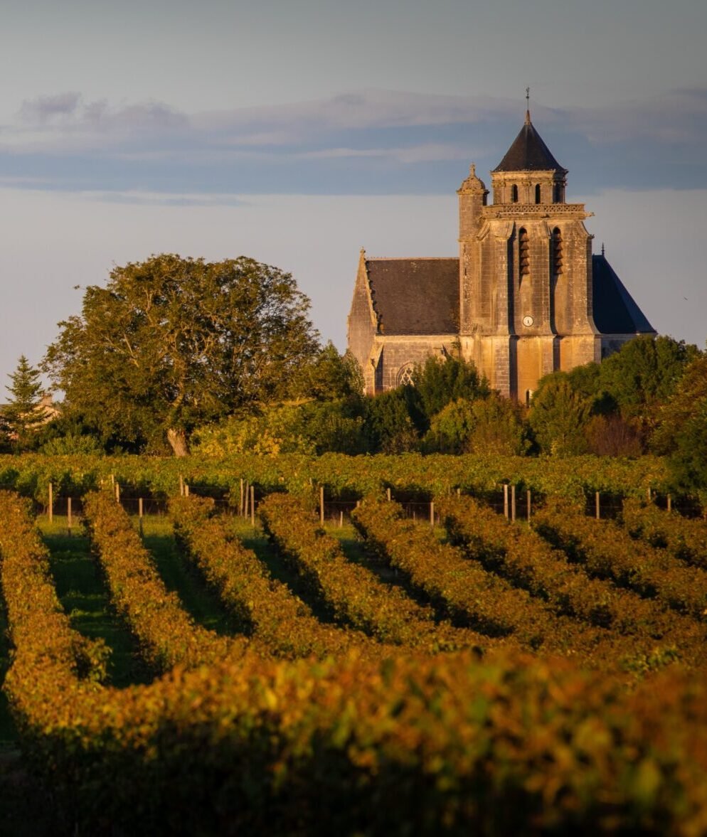vignes de cognac